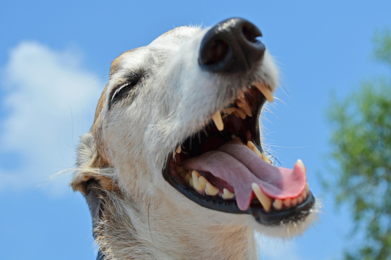 dog, animal, greyhound