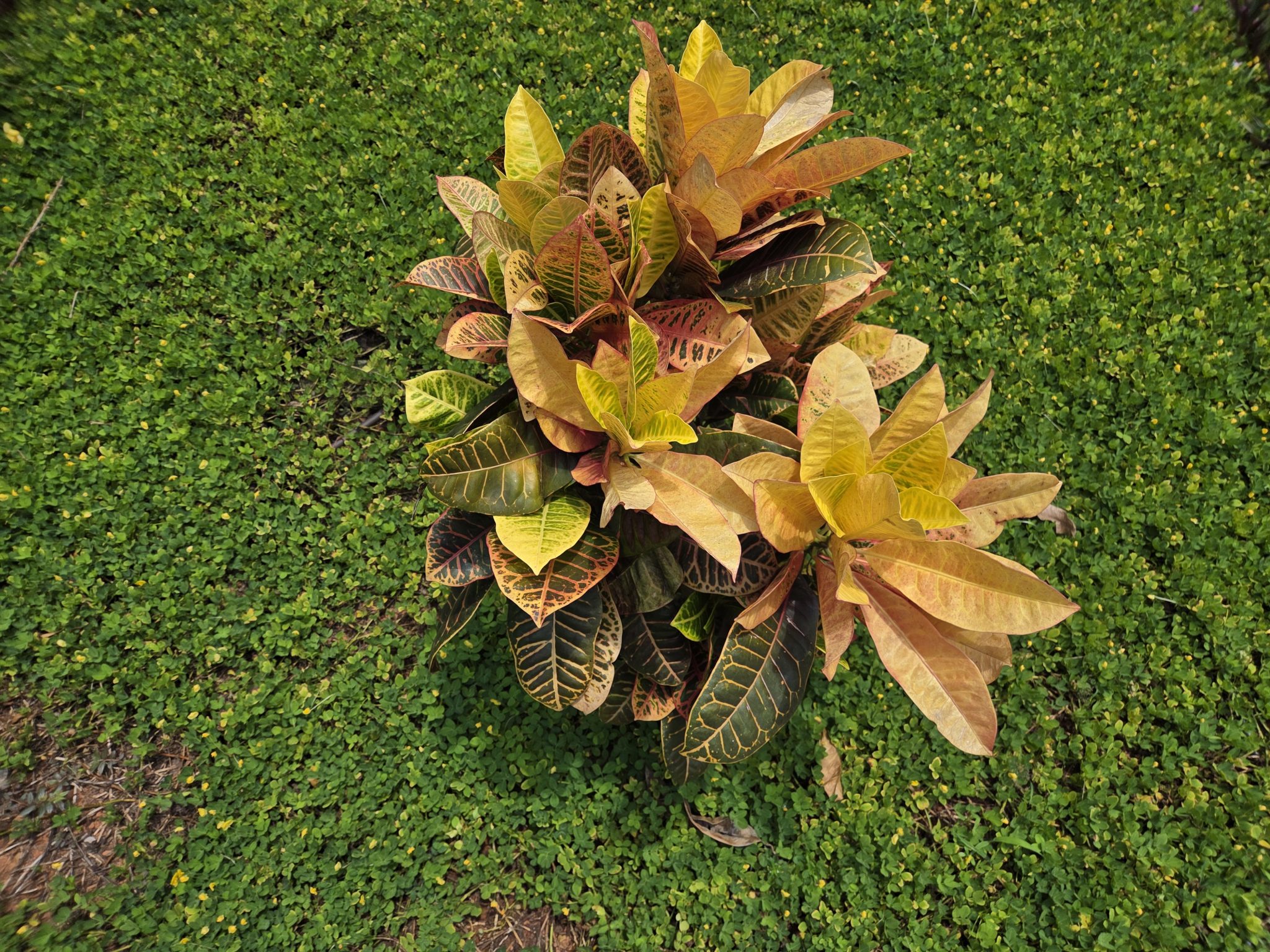 The Croton Codiaeum Variegatum (Petra) Plant Sapling is an easy-to-grow houseplant known for its var