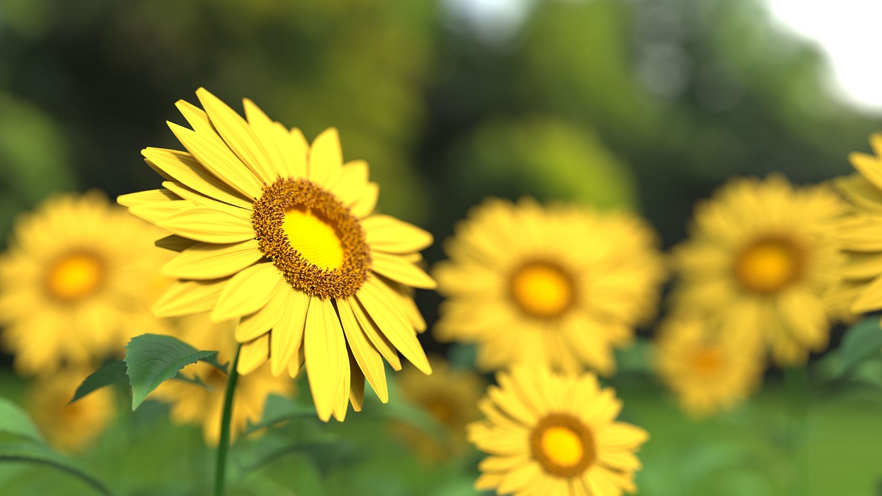 sunflower, flower, flower wallpaper