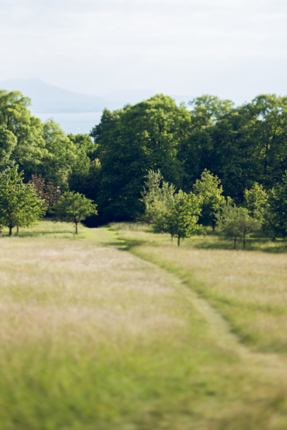 Walking Path