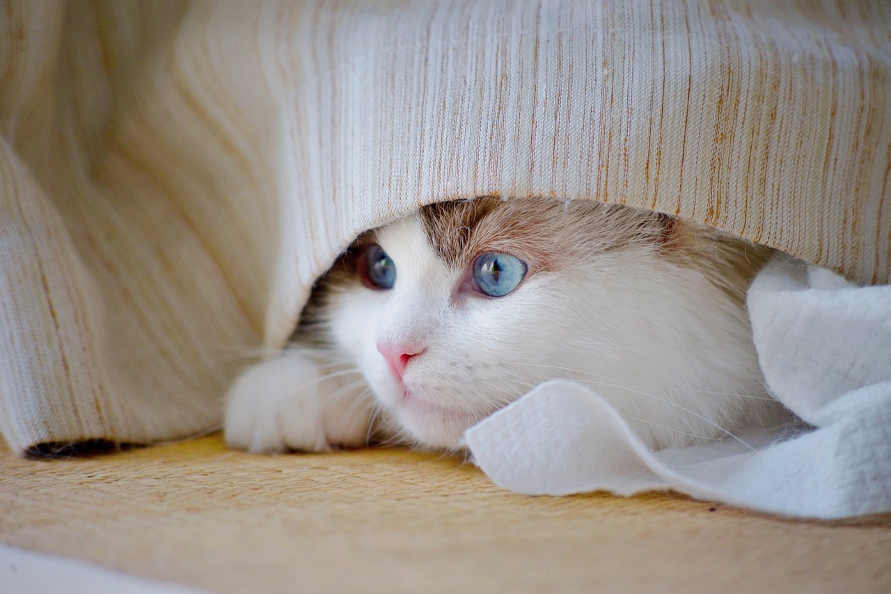 cat, kitten, nature