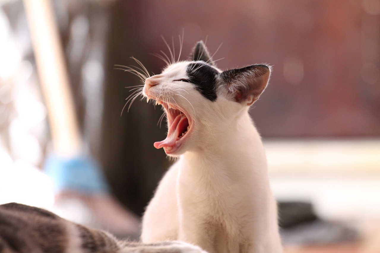 cat, pet, yawning