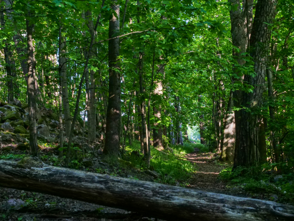 Walking Path