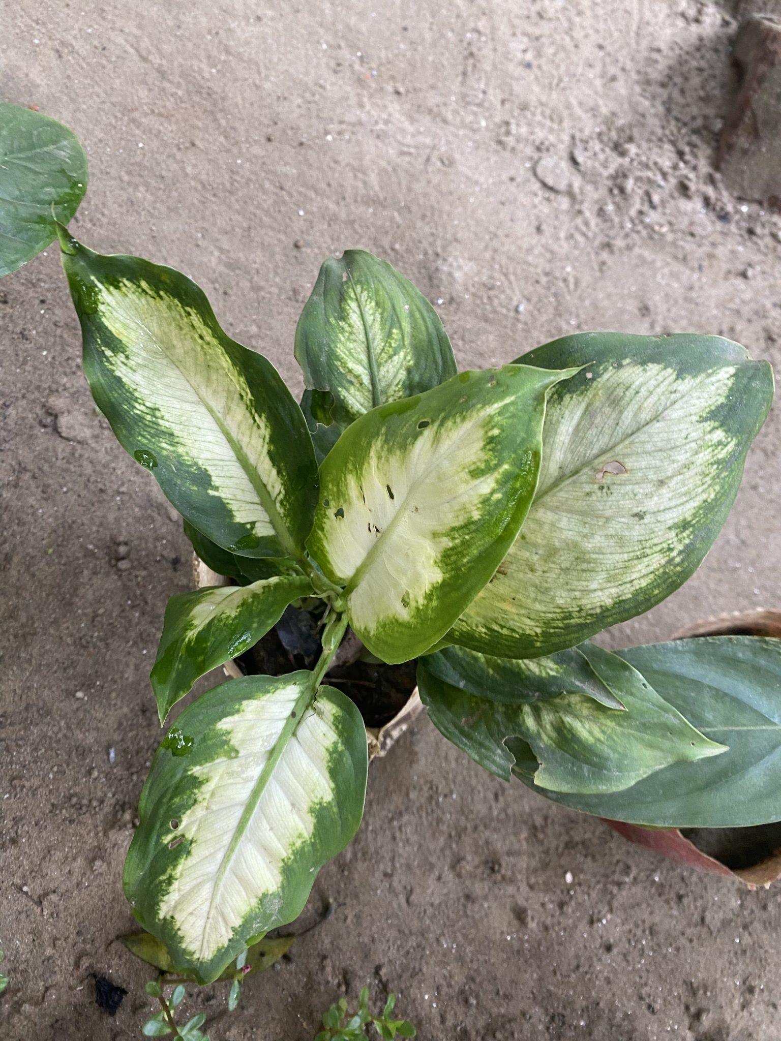 A close-up view of a vibrant green houseplant with large, glossy leaves featuring a unique marbled p