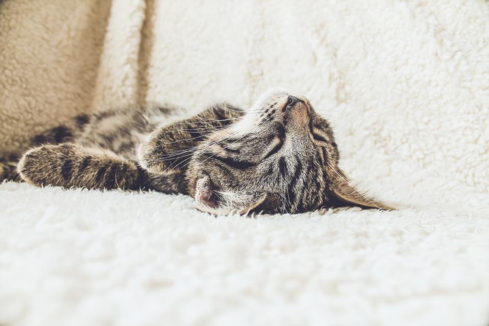 Cat Sleeping