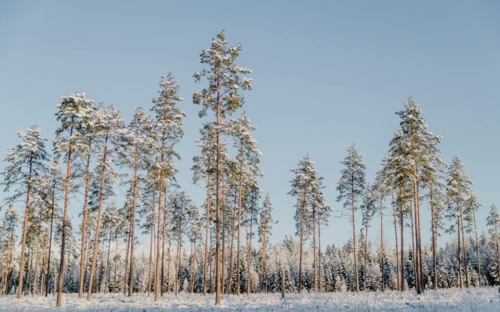 Photo by Anita Austvika A snow covered field with trees in the background
